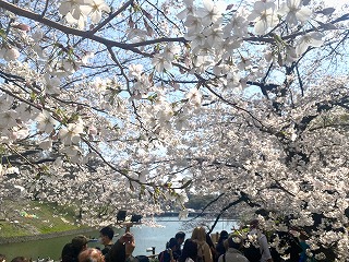 s-千鳥ヶ淵のさくら（2026.3.28）.jpg